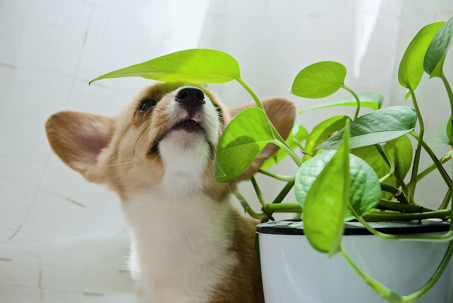 plant part, leaf, one animal, animal themes, pets, domestic HD wallpaper