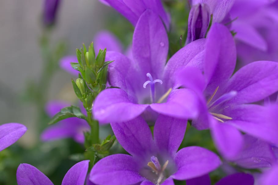 spring, flower, nature, plant, garden, summer, petal, flowers HD wallpaper