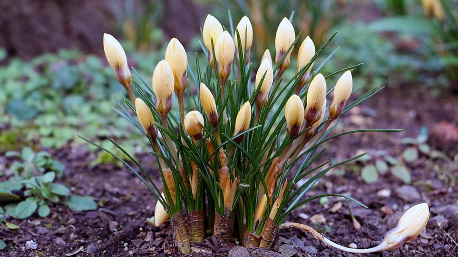 crocus, spring, flower, plant, harbinger of spring, early bloomer HD wallpaper