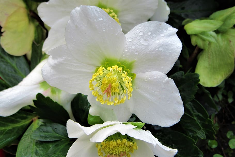 christmas rose, drops, bloom, winter, vegetable, garden, cold HD wallpaper