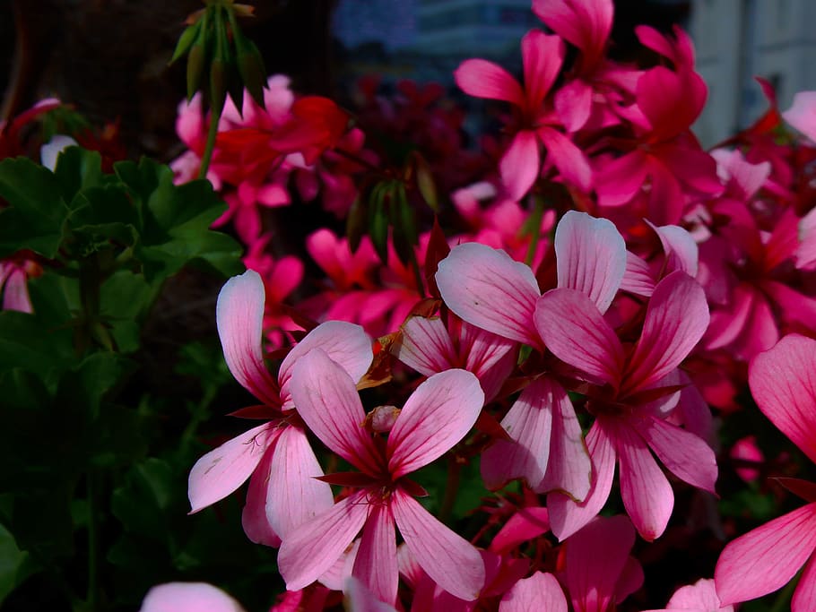 flowers, pink, flowering plant, petal, freshness, beauty in nature HD wallpaper