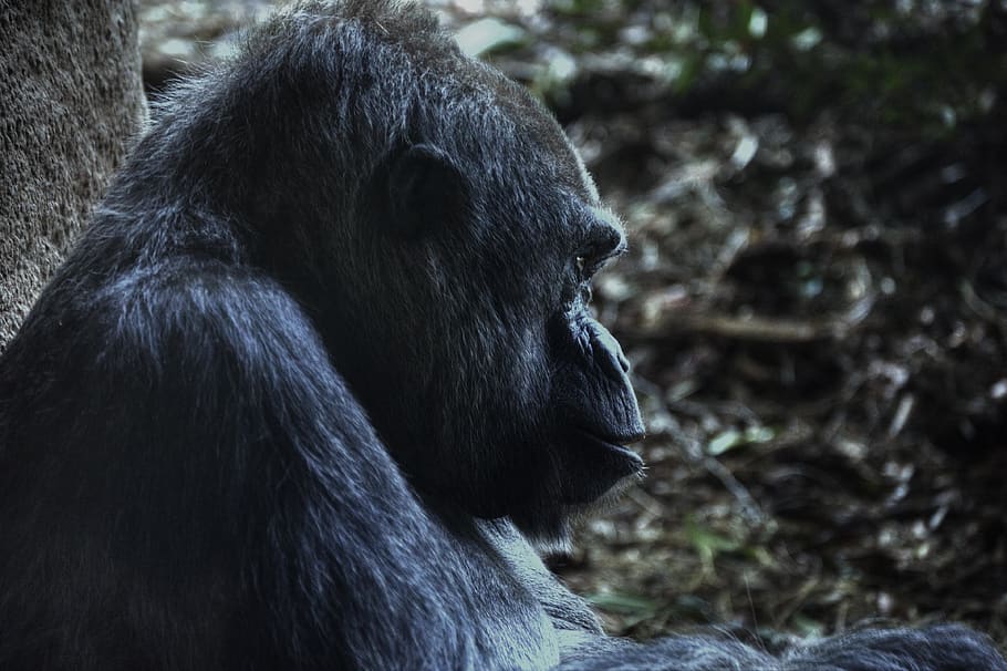 gorilla, ape, monkey, primate, animal wildlife, animal themes HD wallpaper