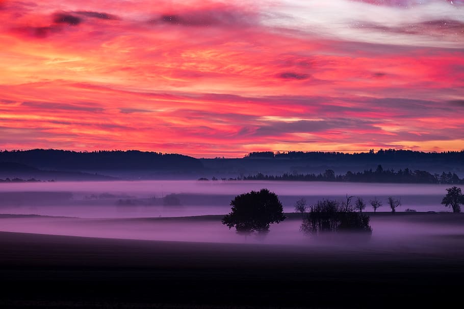 Green Leafed Tress Covered With Fogs, backlit, clouds, dawn, evening HD wallpaper