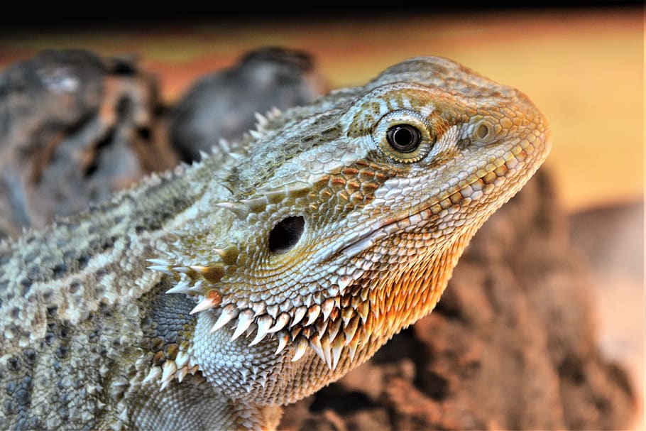 bearded dragon, lizard, spurs, profile, closeup, reptile, looking, HD wallpaper