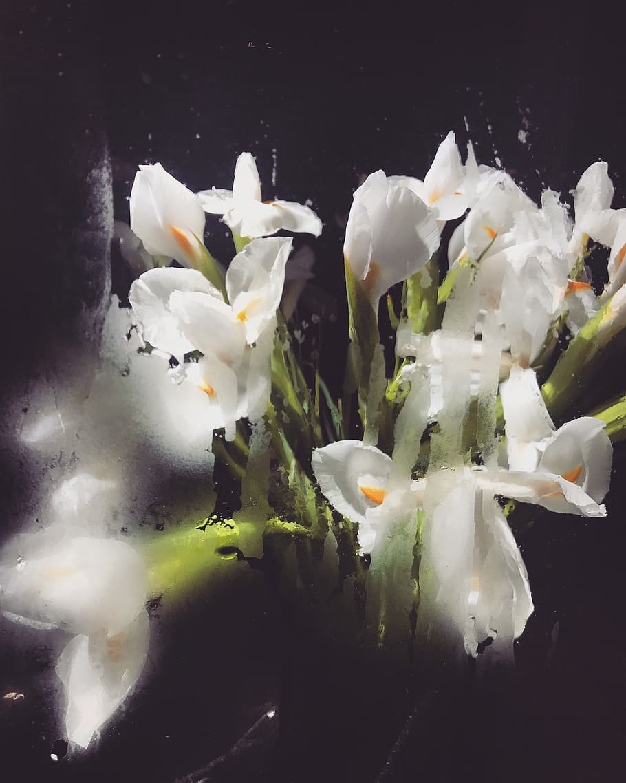 flowers, window, white, freshness, flowering plant, white color HD wallpaper