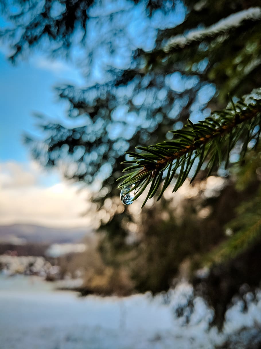 blurry, blurry background, reflection, waterdrop, tree, fir tree HD wallpaper