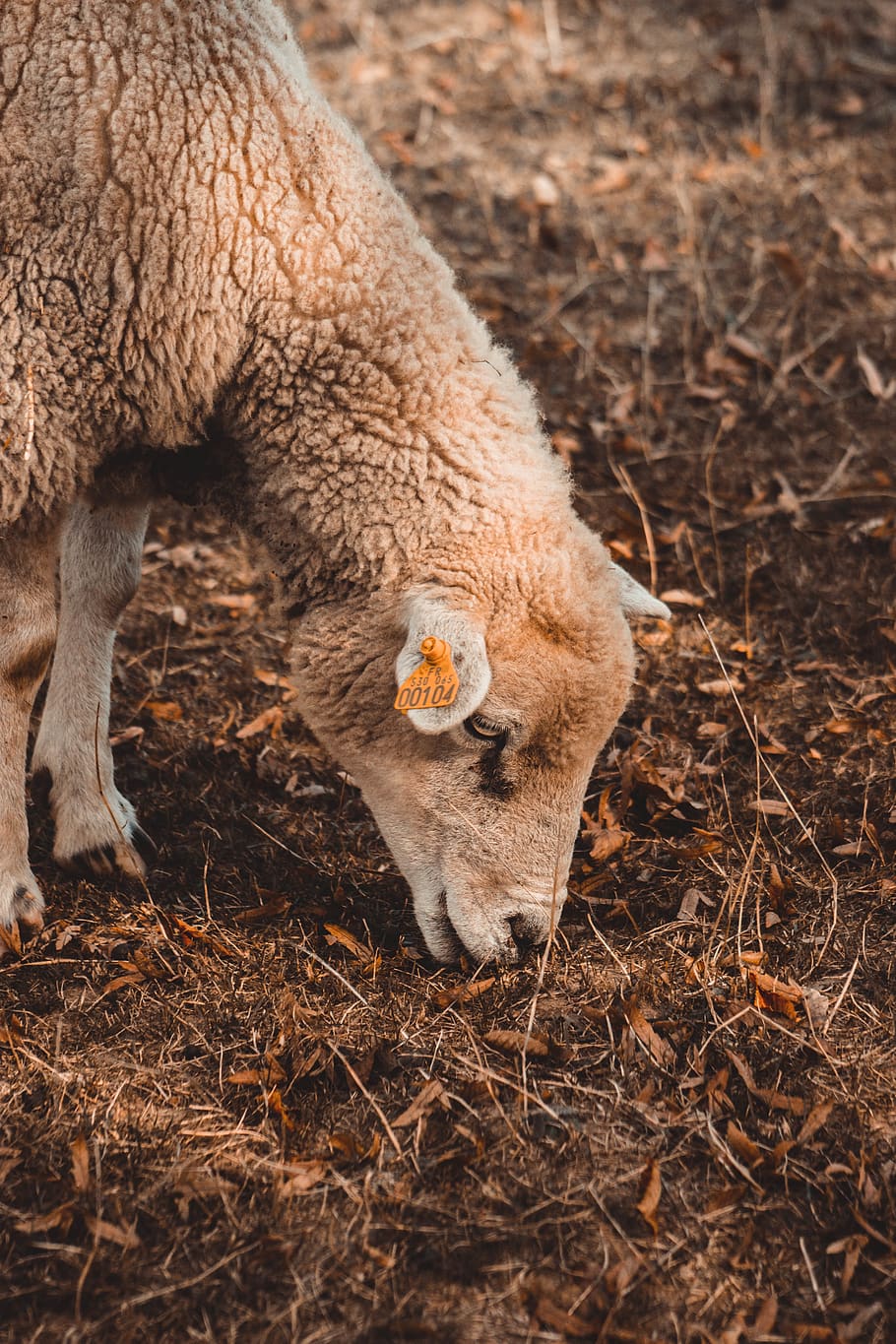 beige lamb eating grass, mammal, animal wildlife, animals in the wild HD wallpaper
