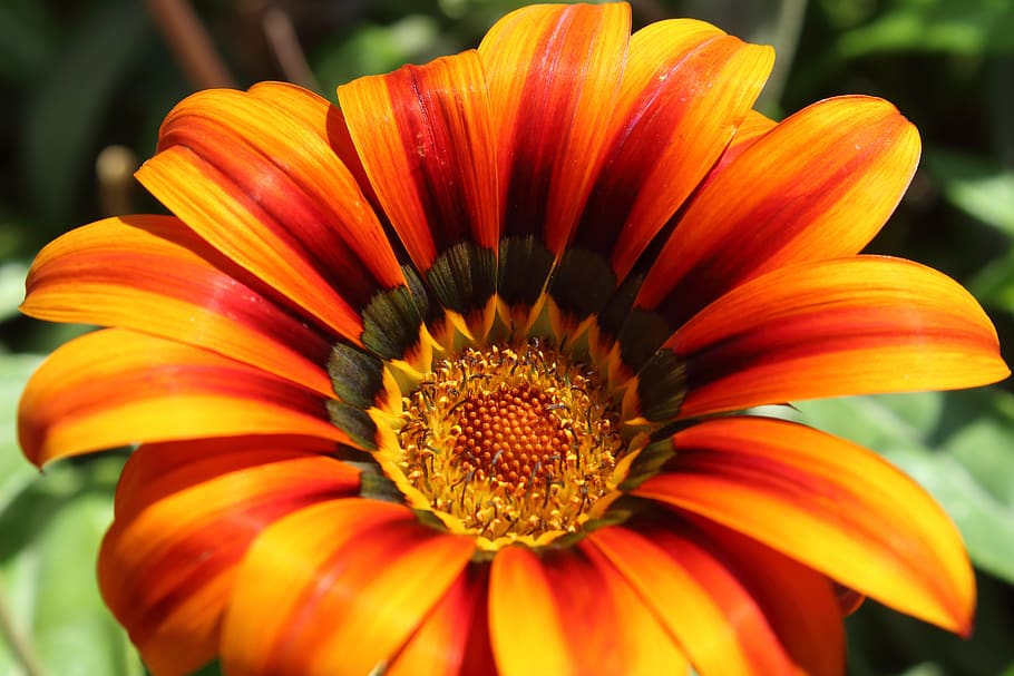 flower, petals, summer, blooming, flowering plant, flower head HD wallpaper