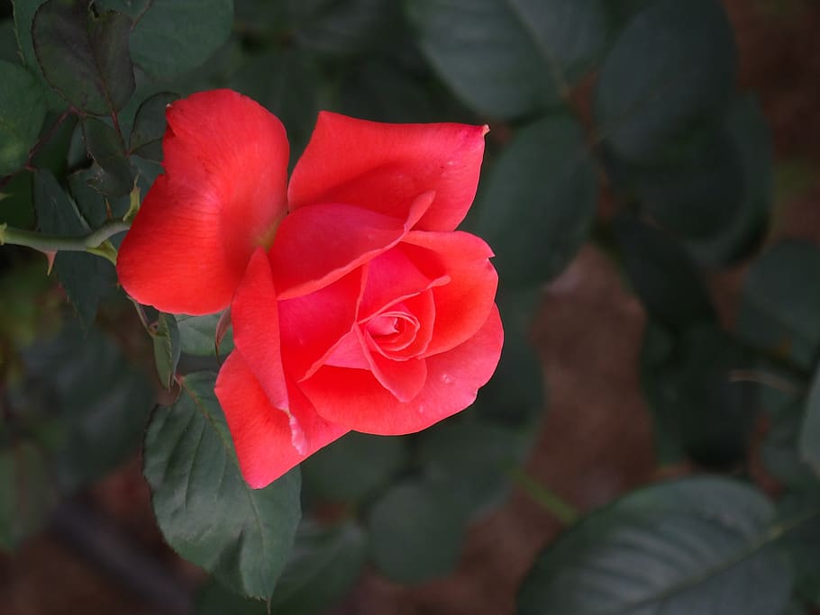 flowers, rose, forest, beauty in nature, flowering plant, growth HD wallpaper