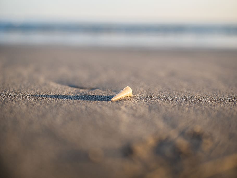 brown sea shell on sand, clam, animal, invertebrate, seashell, HD wallpaper