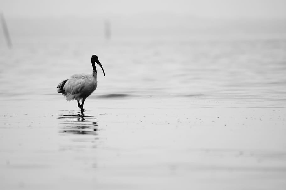 bird, walking, seagull, water, animal, animal themes, animals in the wild HD wallpaper