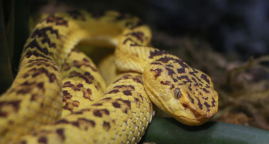 brown and black snake, reptile, animal themes, one animal, animal wildlife HD wallpaper
