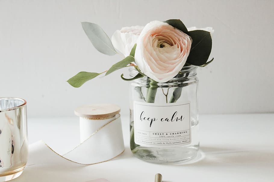 pink rose in jar, flower, plant, rose - flower, indoors, flowering plant HD wallpaper