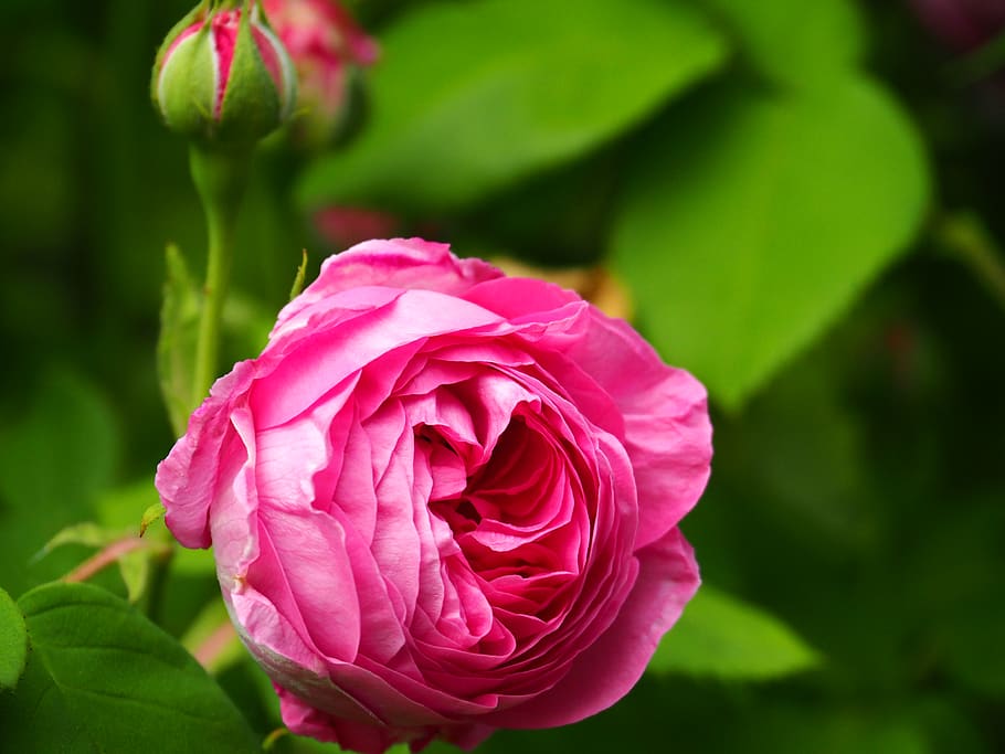 Fuchsia Rose in Bloom in Close Up Photography, blossom, bud, close-up HD wallpaper