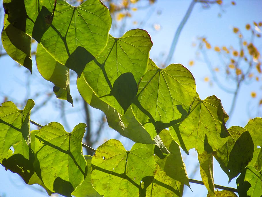 Green Leaves and Blue Sky, Nature, Trees, shadows, plant part HD wallpaper