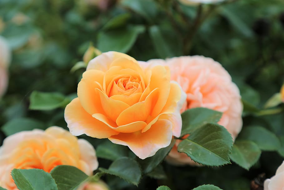 rose, flower, spring, nature, romantic, plant, romance, blooming HD wallpaper