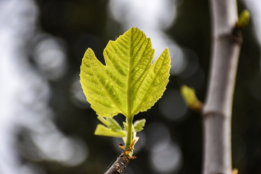 fig leaf, branch, tree, nature, fruit, leaves, plant, mediterranean HD wallpaper