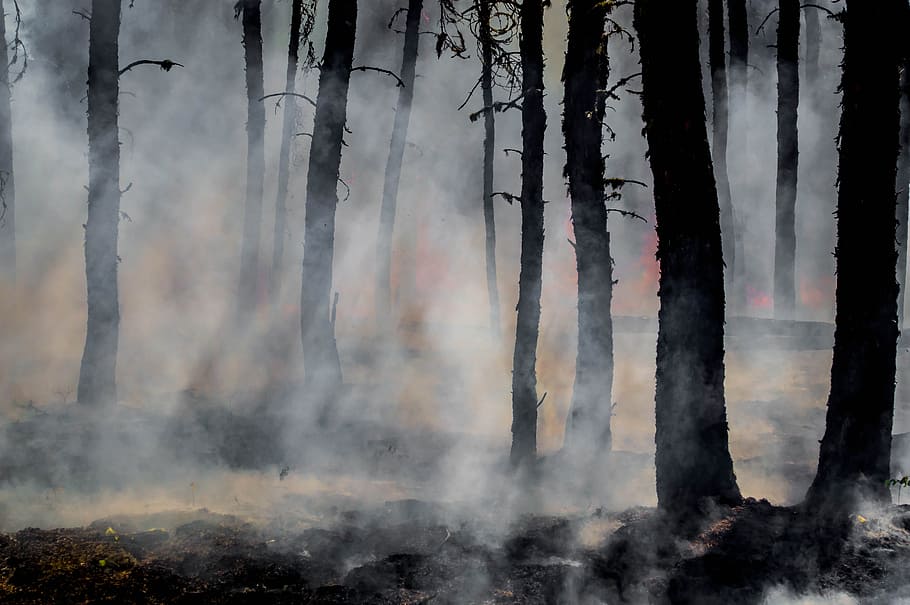 silhouette of trees on smoke covered forest, wildfire, forest smoke HD wallpaper