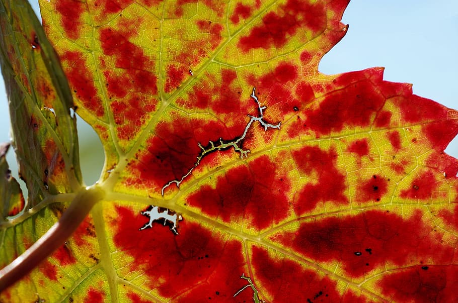 autumn, leaf, leaves, fall color, fall foliage, colorful, mood HD wallpaper