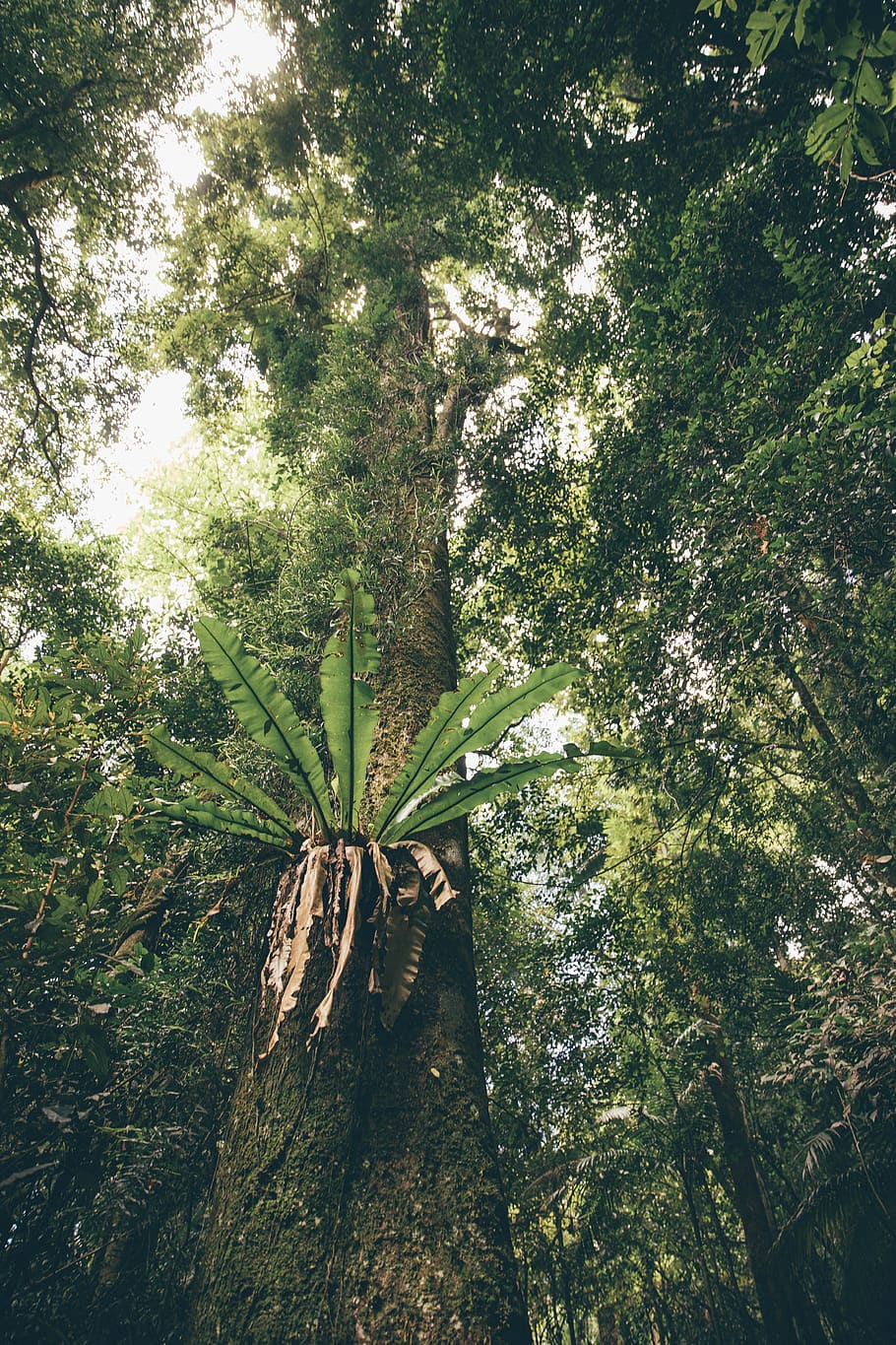 australia, springbrook, springbrook national park, tree, plant HD wallpaper