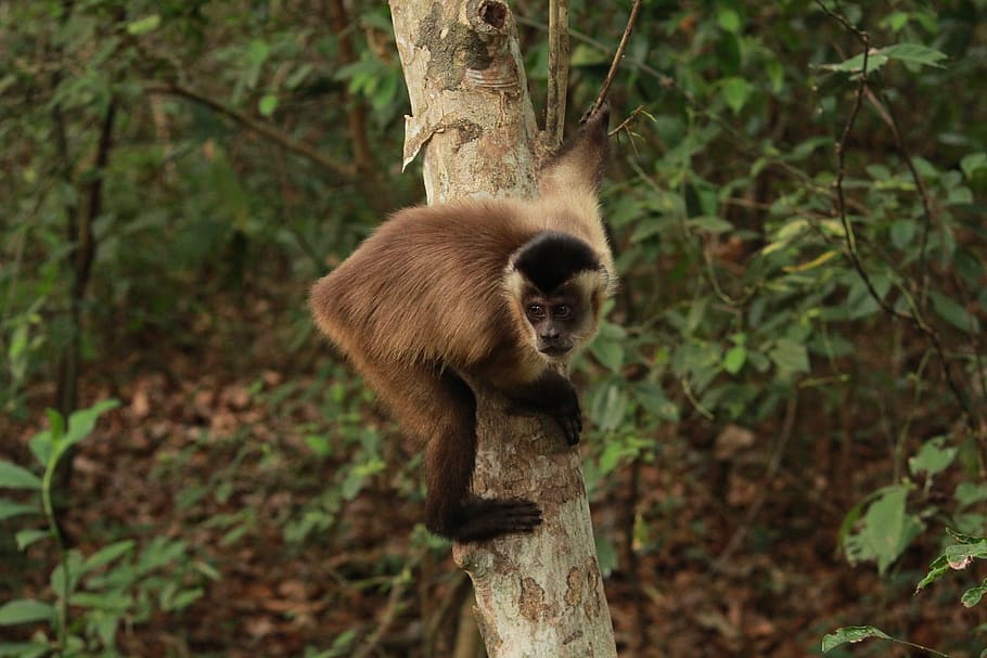monkey, the capuchin monkey, animal, mammal, nature, primate HD wallpaper