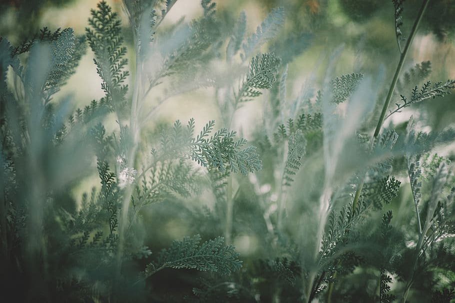 plant, tree, conifer, nature, outdoors, vegetation, ice, fir HD wallpaper