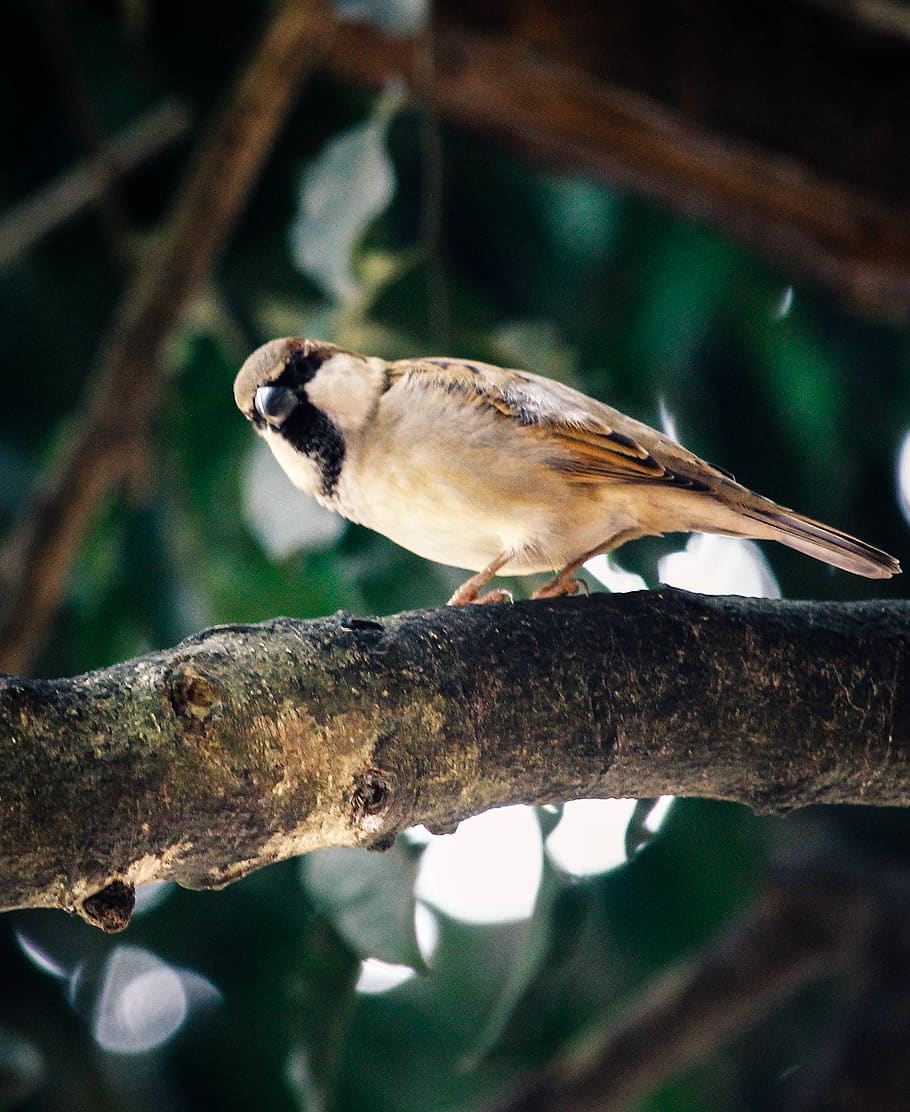 tree, sparrow, bird, small, forest, wing, vertebrate, animal themes HD wallpaper