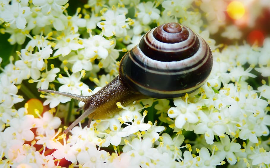 snail on white flowers, animal, invertebrate, plant, petal, blossom HD wallpaper