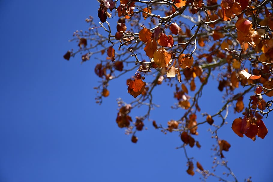 plant, tree, blue, sky, branch, beauty in nature, growth, clear sky HD wallpaper