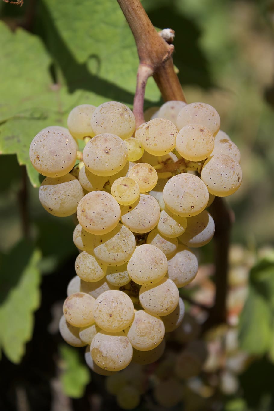 wine, read, grapes, autumn, vine, vineyard, riesling, growth HD wallpaper