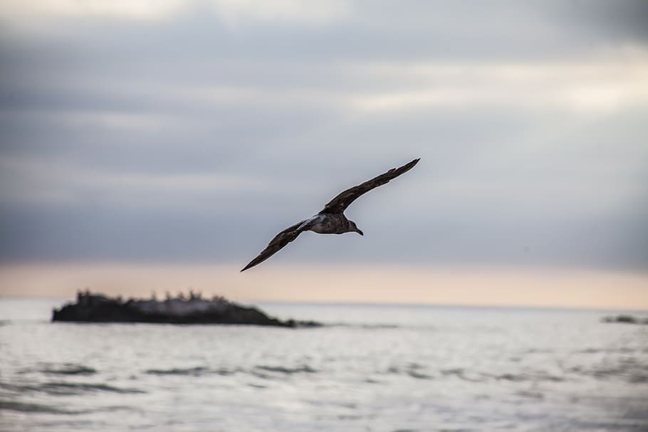 fly, flying, flying bird, seagull, water, animal themes, animals in the wild HD wallpaper