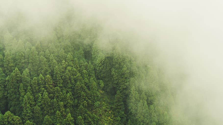 top view of forest, fog, weather, nature, portugal, são miguel island
