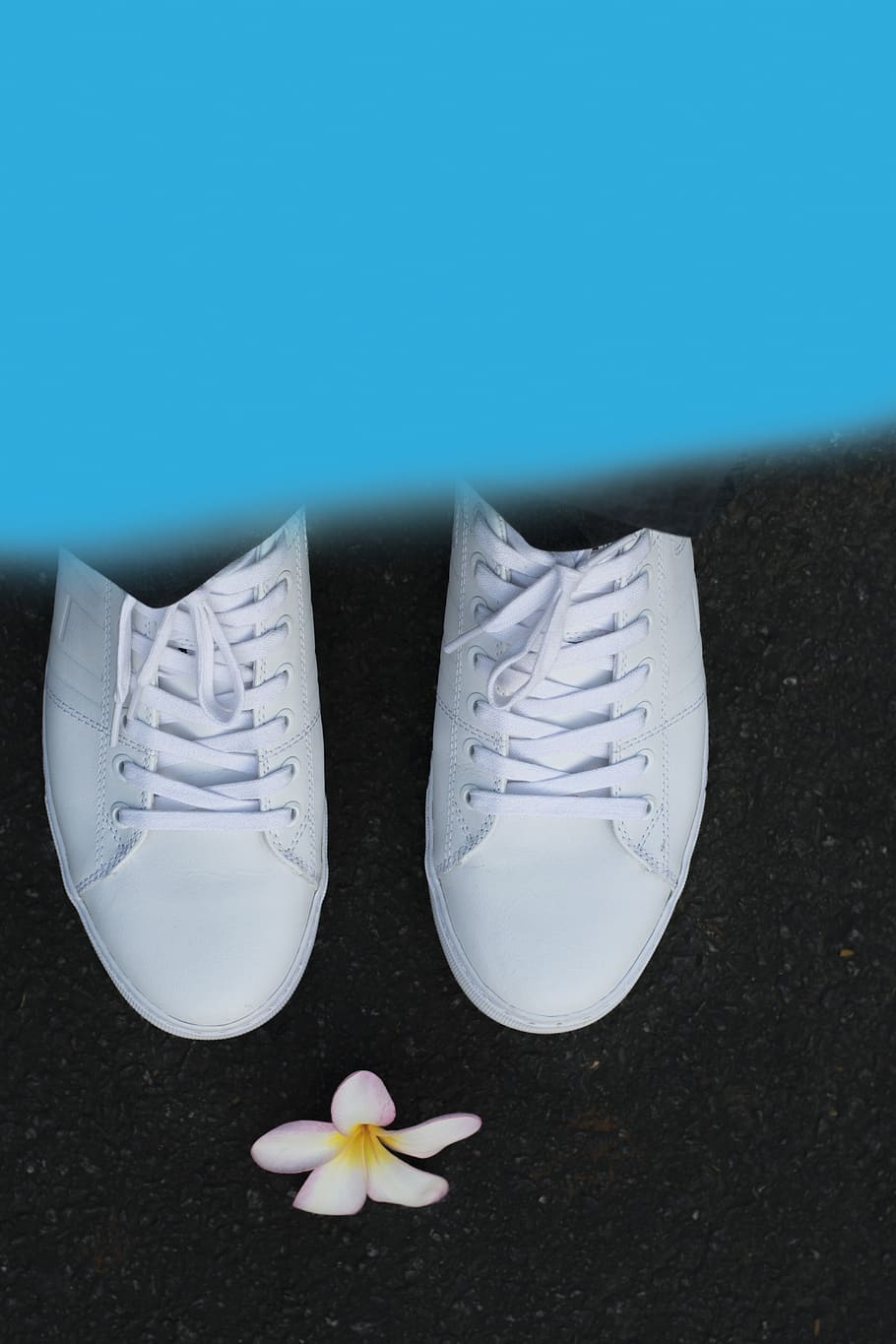 india, bengaluru, white, sneaker, flower, shoes, motivation HD wallpaper