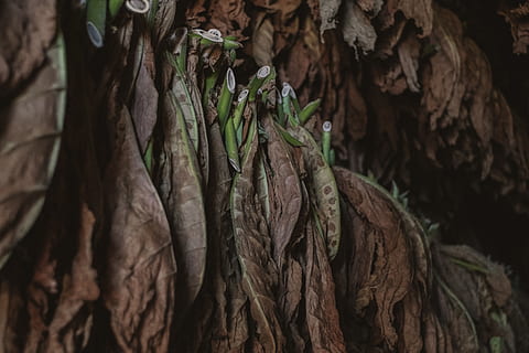 dry leaf, tobacco, cuba, plant, animal, bird, food, produce, nature HD wallpaper