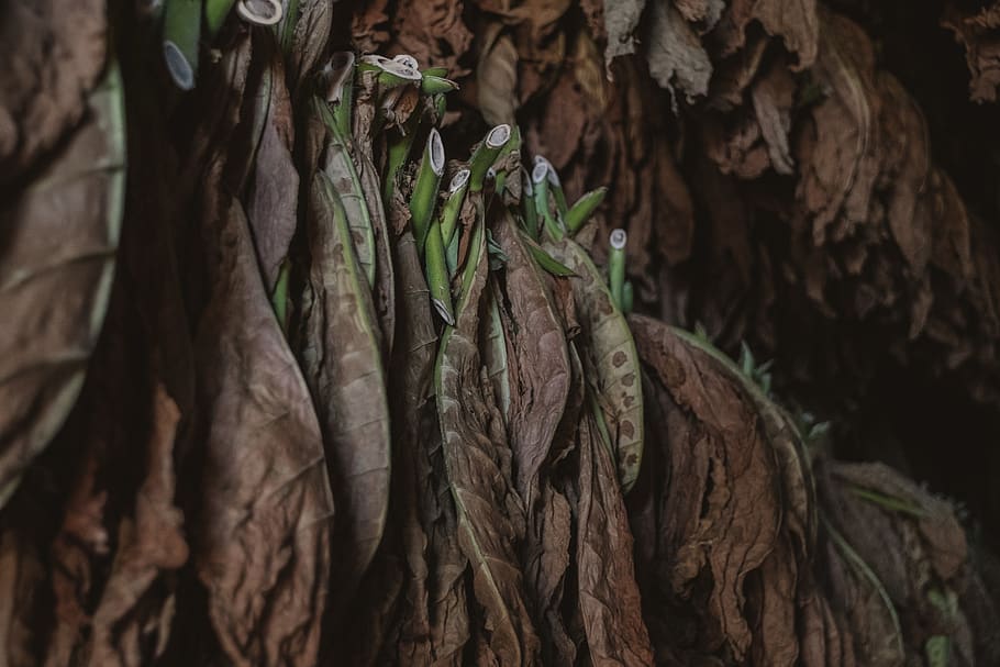 dry leaf, tobacco, cuba, plant, animal, bird, food, produce, nature HD wallpaper