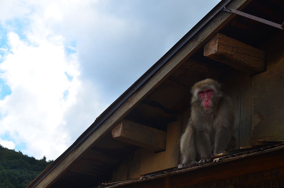 monkey, animal, japan, baboon, cloud - sky, primate, one animal HD wallpaper