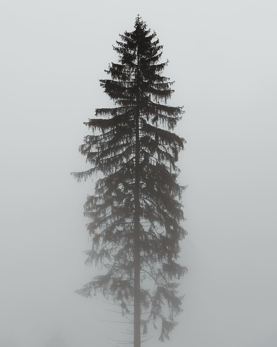 green-leafed tree with fog, ornament, christmas tree, plant, abies HD wallpaper