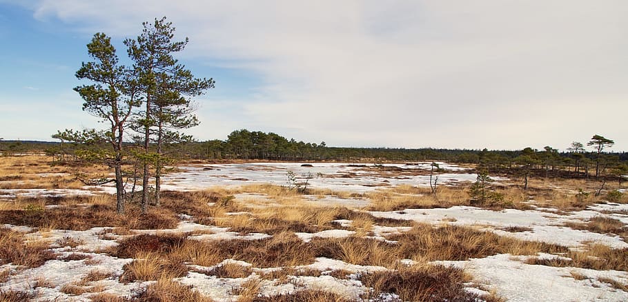 Photo of Withered Grass, clouds, cold, daylight, environment HD wallpaper