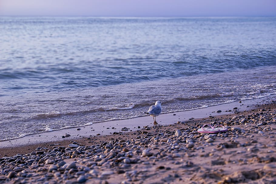 sea, water, beach, land, animal themes, animal wildlife, animals in the wild HD wallpaper