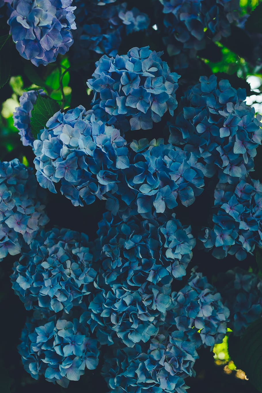 blue hydrangeas flowers, growth, plant, plant part, leaf, beauty in nature HD wallpaper