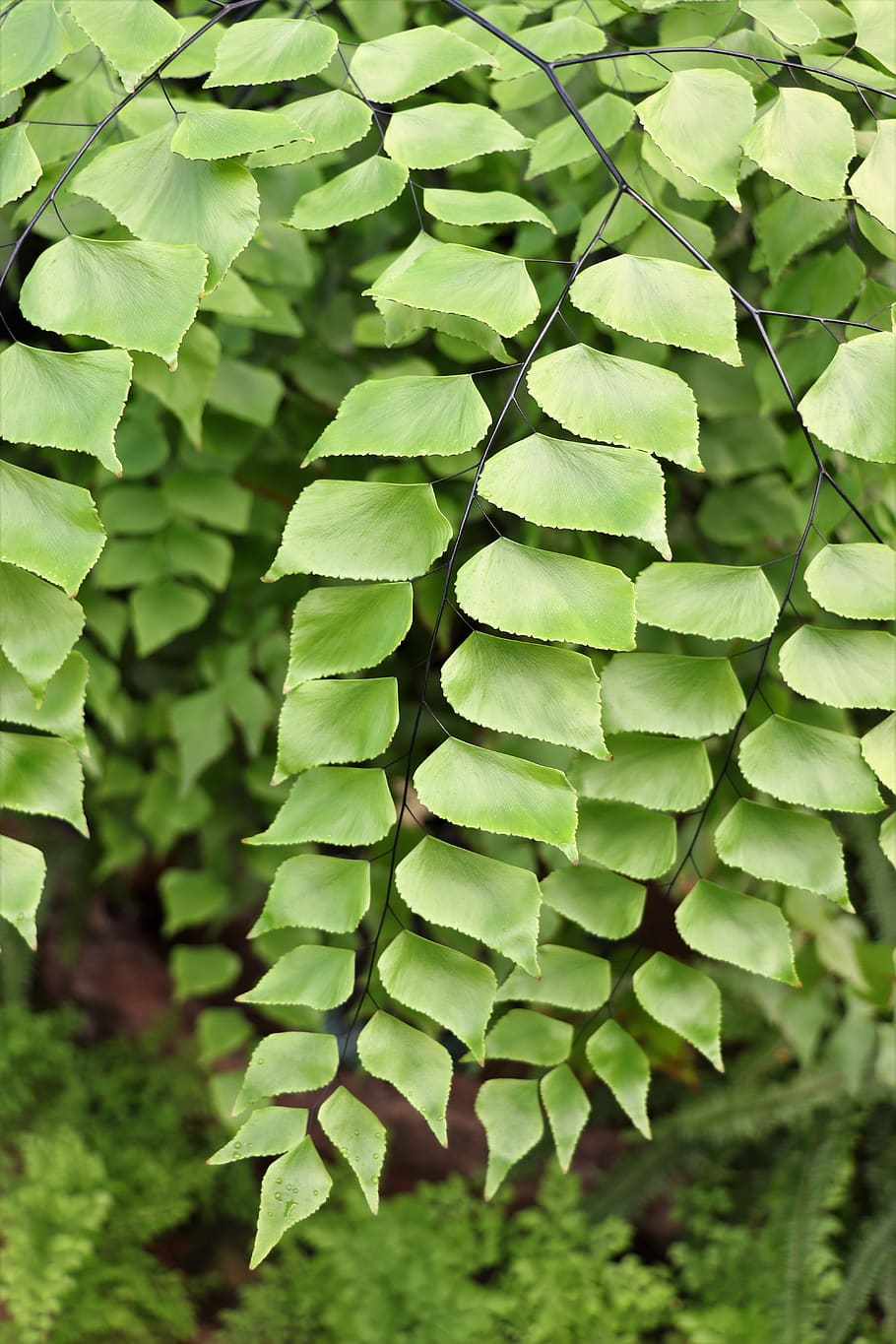 leaves, sheet, green, tree, ecology, foliage, nature, flora HD wallpaper