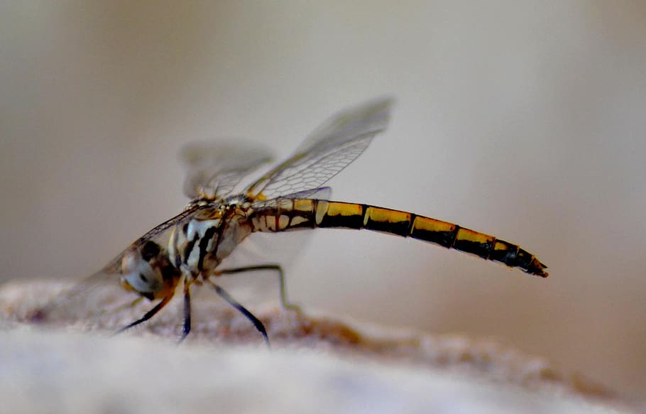 dragonfly, close-up, micro, one animal, invertebrate, insect HD wallpaper