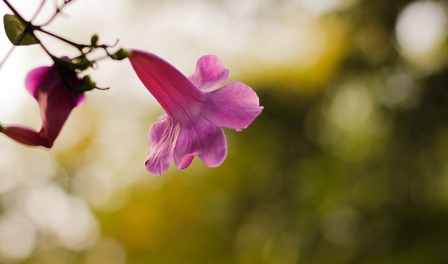 flower, tree, leaf, flowering plant, freshness, beauty in nature HD wallpaper