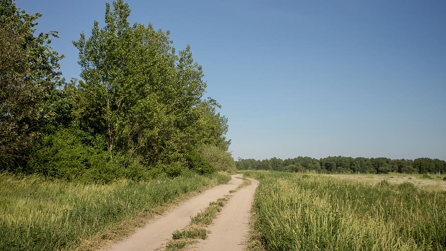 way, tree, field, sky, blue, summer, sun, plant, direction HD wallpaper