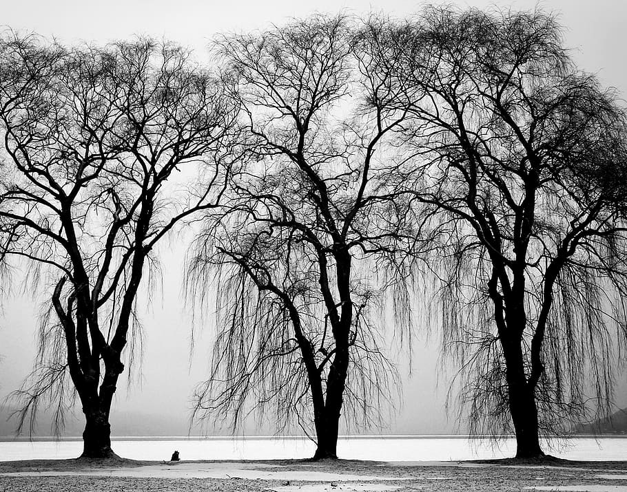 trees, winter, bald, bare, organic, agriculture, outdoors, environment HD wallpaper