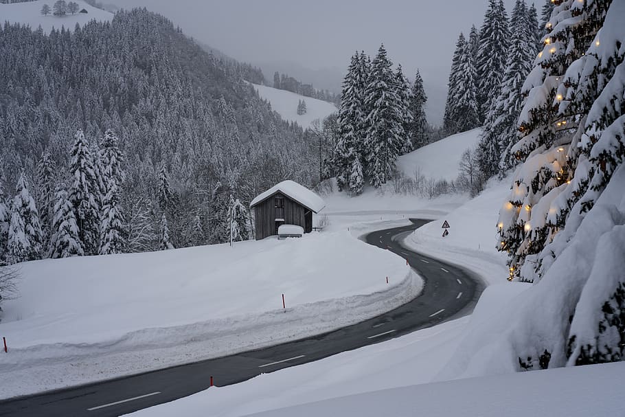 landscape, tree, plant, fir, abies, switzerland, schwägalp, snow HD wallpaper