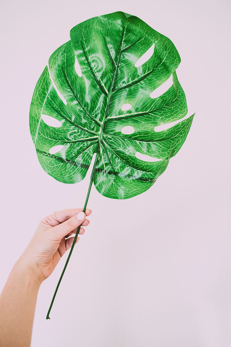 leaf, green, color, holding, beautiful, freshness, monstera, human hand