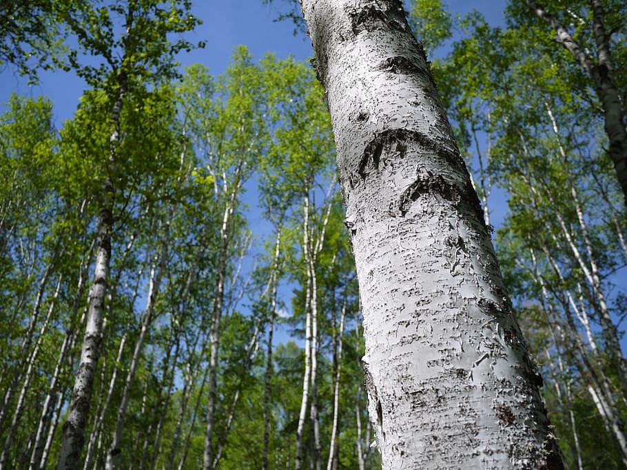 tree, plant, birch, tree trunk, nature, palm tree, arecaceae HD wallpaper