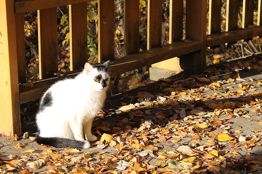finland, vantaa, yellow, cat, sunlight, autumn, bridge, animal themes HD wallpaper