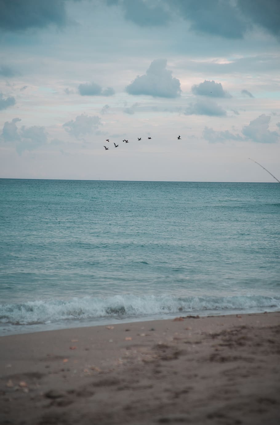 miami, beach, sea, wave, bird, fishing, sky, water, horizon HD wallpaper